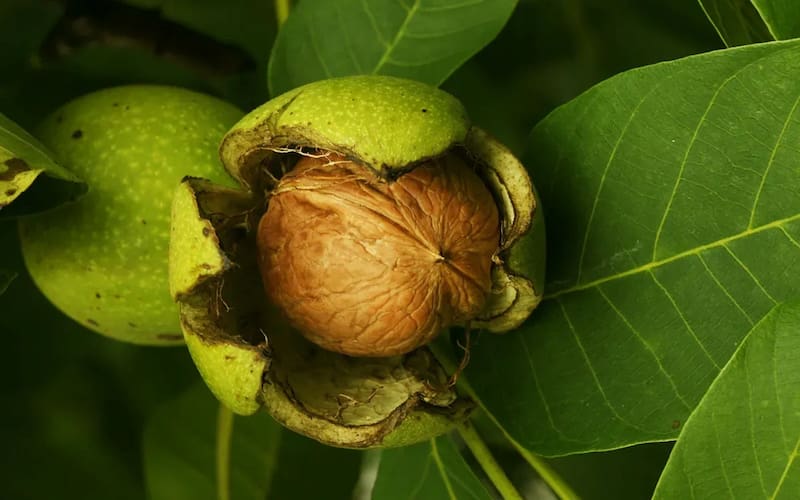 تصویر 1 از گردو تویسرکان نهال با باردهی بالا و مقاومت عالی